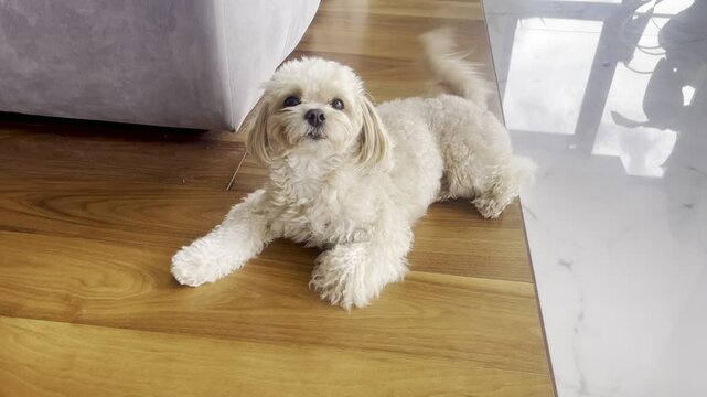 Joyful Beige Maltipoo Dog Wagging Tail and Smiling