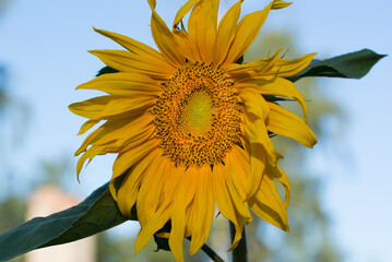 common sunflower,
Helianthus annuus yellow flower closeup selective focus
