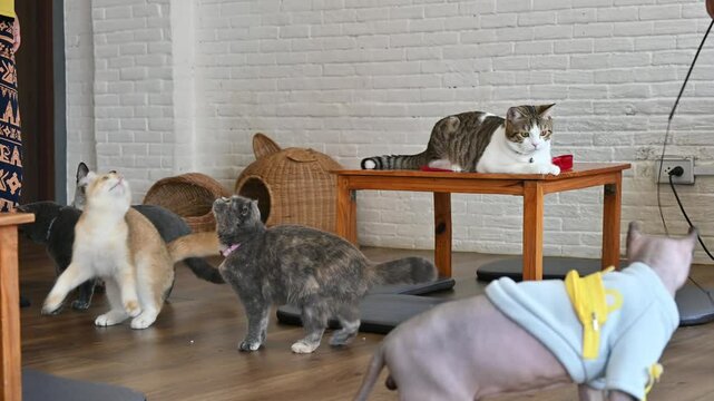 People playing with cats in cat cafe. Cat cafe are a type of coffee shop where patrons can play with cats that roam freely around the establishment.