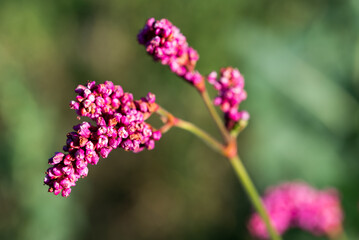 spotted lady's thumb,
Persicaria maculosa flowers closeup selective focus