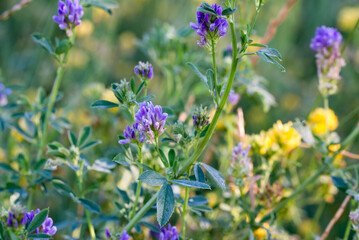 Lucerne, 
Medicago sativa blue flowers closeup selective focus