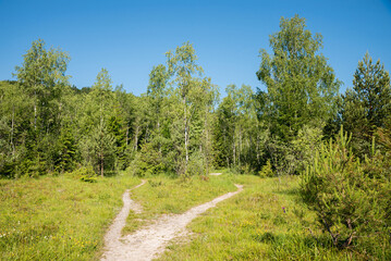 trail in the Isar meadows with birchtrees. nature reseve in the south of Bad Tolz
