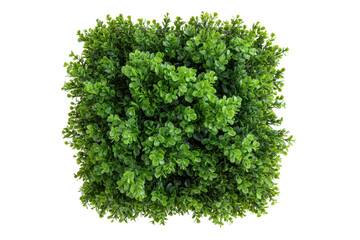 Naklejka premium Lush green boxwood bush foliage with small leaves isolated on transparent background