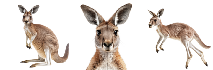 Set of cute kangaroos isolated on transparent background PNG