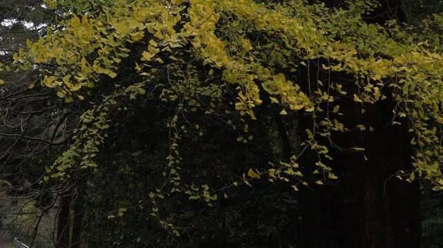 The ginkgo leaves, turned yellow are swaying in the wind in Itoshima City, Japan.  without sounds