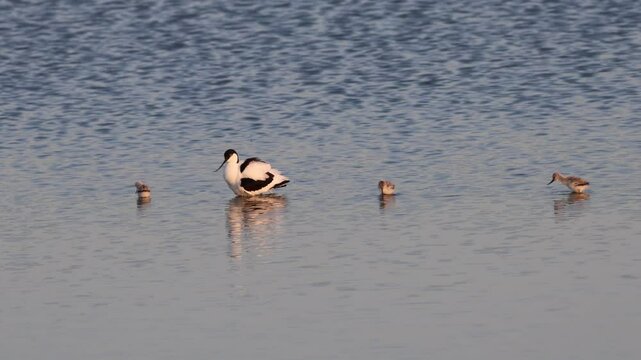 Pied avocet adult and chicks feeding and brooding in shallow water wetland