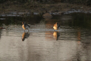Birds in water