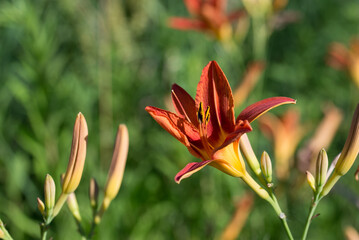 Orange daylily flower closeup selective focus