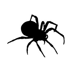 spider silhouette in transparent background 