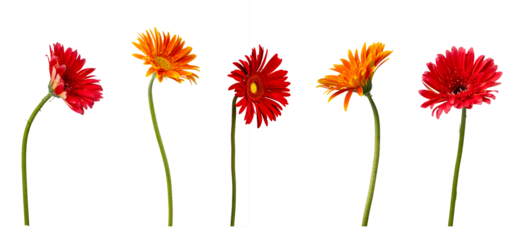 High Quality PNG of colorful gerbera flowers on white background.