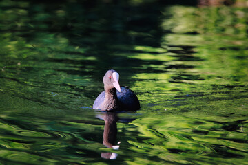 coot at the lake blässhuhn am See