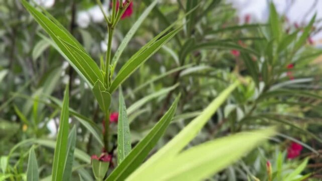 Close-up of red oleander flowers with water droplets on petals and green leaves behind
