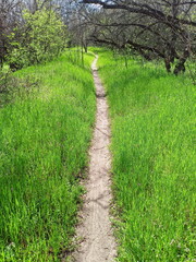 An amazing picture of an incredible natural contrast between young juicy green grass at the foot of...