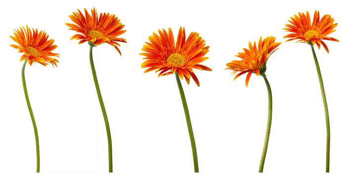 High Quality PNG of orange gerbera daisies isolated on white background