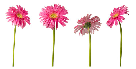 High Quality PNG Pink Gerberas