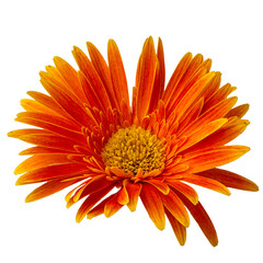 High Quality PNG of orange gerbera daisy flower isolated on white background.