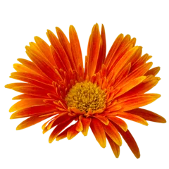 Fotobehang Gerbera High Quality PNG of orange gerbera daisy flower isolated on white background.  © dale