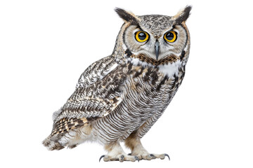 Obraz premium An owl standing tall, isolate on white background, showcasing its elegant feathers and piercing gaze. PNG
