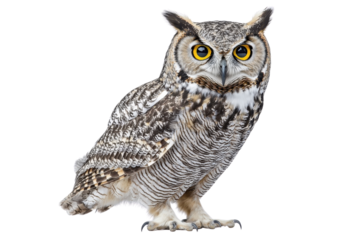 An owl standing tall, isolate on white background, showcasing its elegant feathers and piercing gaze. PNG