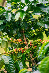 Vertical Horizon Ripe Red coffee bean berry plant fresh seed coffee tree growth green eco organic farm. Vertical red ripe seed robusta arabica berries harvest coffee garden. Fresh green coffee bean