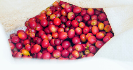 Red seed coffee bean green leaf  robusta arabica berries ripe harvest for coffee farm garden. Fresh coffee bean berry plant tree. Close up fresh red bean seed coffee tree growth in green organic farm