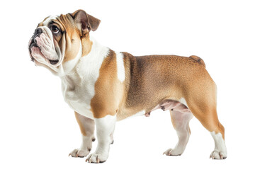 A Bulldog standing proudly, isolate on white background, showcasing its strong build and unique wrinkled face. PNG