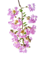 Purple Crepe myrtle flowers, Lagerstroemia indica, Purple flowers isolated on white background, with clipping path