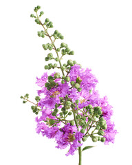 Obraz premium Purple Crepe myrtle flowers, Lagerstroemia indica, Purple flowers isolated on white background, with clipping path