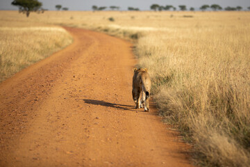 A Lioness (Panthera leo) - early morning in Tanzania on a road.	