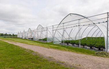 Big greenhouses outdoors with many different fruit and berry plants, industrial food production