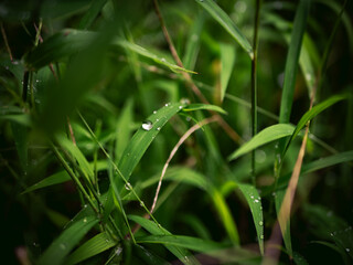 Fresh green grass with rain water dew drop nature background.