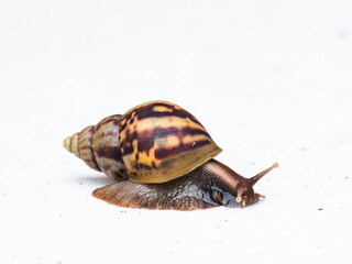 Africa Land Snail on white background.