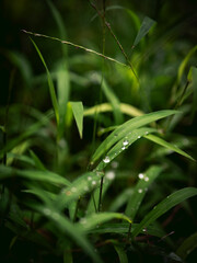 Fresh green grass with rain water dew drop nature background.