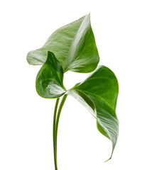 Flamingo , Anthurium sweet dream flower isolated on white background, with clipping path