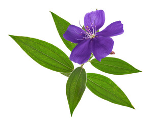 Malabar melastome flowers with leaves, Tropical purple flower isolated on white background, with clipping path 