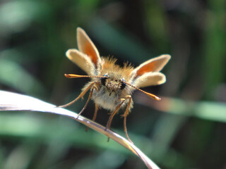 Small skipper (Thymelicus sylvestris), male on a dry blade of grass