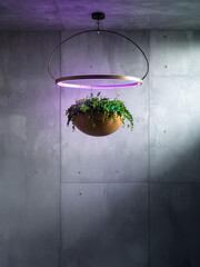 A modern wooden bowl-shaped planter filled with vibrant green trailing plants hangs, illuminated by a glowing purple LED ring light, set against a minimalist concrete wall. This image is ideal for mod