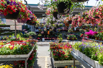 A vibrant flower market in Marche Jean Talon, Montreal, Quebec, Canada, showcasing rows of colorful...