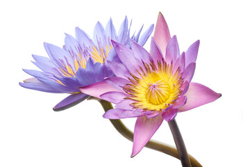 Purple water lily, Blooming water lily flower isolated on white background, with clipping path                                                                                               