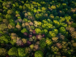 Aerial view of a dense forest canopy in spring on Mont Royal, Montreal, Quebec, Canada, showcasing...