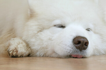 Adorable Samoyed dog sleeping happily on the living room's floor