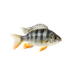 Fototapeta premium Freshwater carp fish with silver scales isolated on a white background
