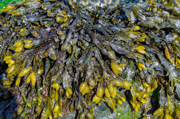 Obraz premium Close up of bladderwrack on a Co. Down beach used as a cooking ingredient and also a source of iodine