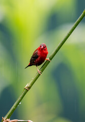 Crimson Bird on Wild Grass