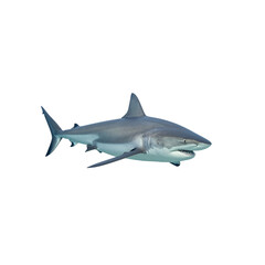 Fototapeta premium Great white shark swimming isolated on white background, a dangerous marine predator