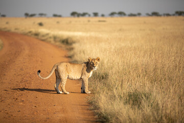A Lioness (Panthera leo) - early morning in Tanzania on a road. Looking at Camera.