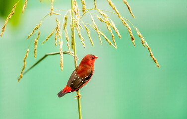 Crimson Bird on Wild Grass