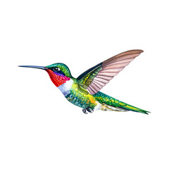 Obraz premium Dynamic images capture hummingbirds in flight or perched on branches and flowers, showcasing their vibrant feathers, delicate wings, and exotic beauty against natural backdrops, ideal for nature and w