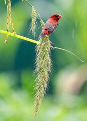 Crimson Bird on Wild Grass