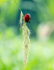 Crimson Bird on Wild Grass